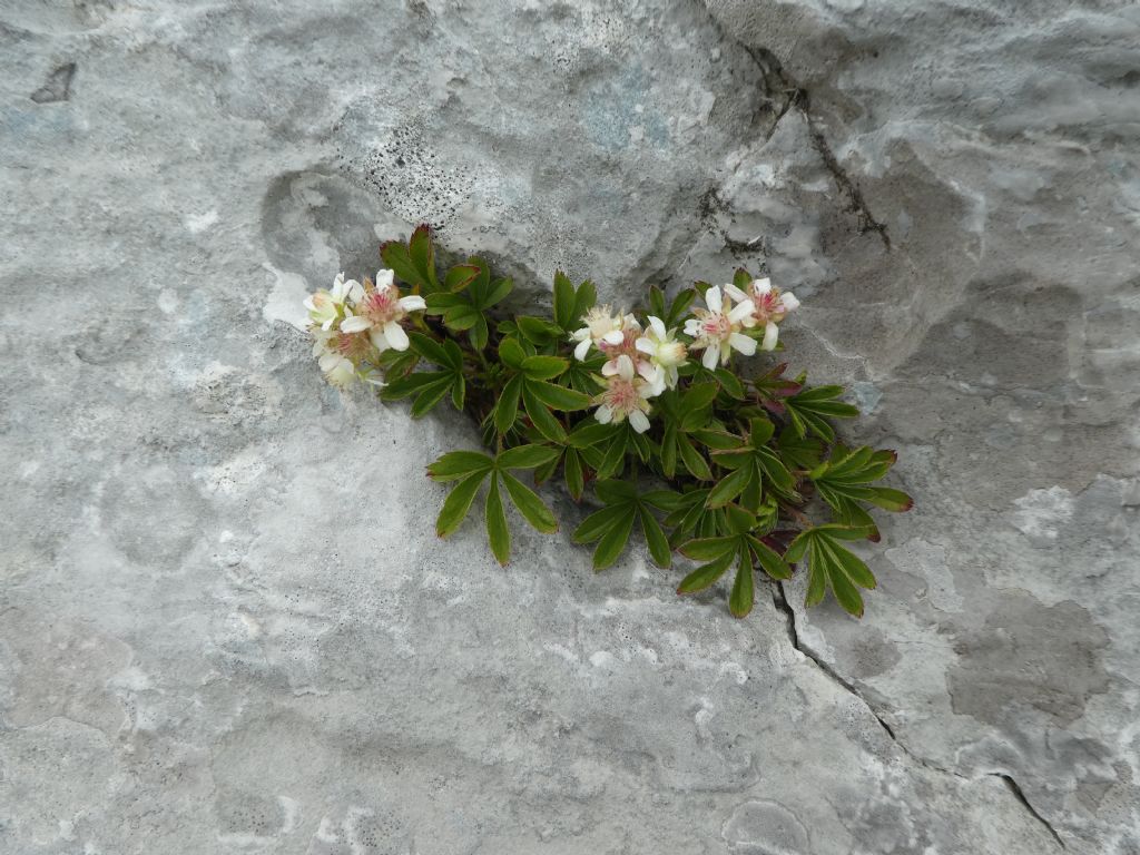 Potentilla caulescens / Cinquefoglia penzola